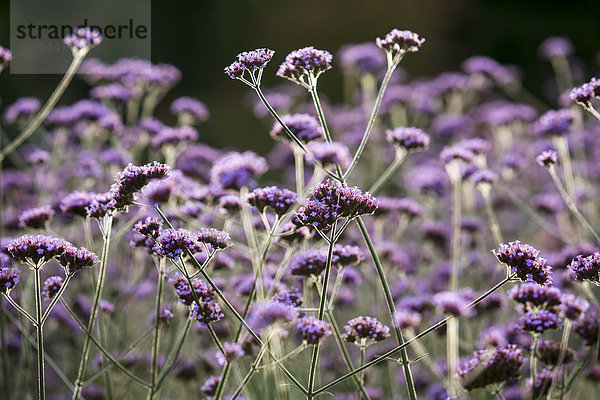 Eisenkraut  Verbena officinalis  groß  großes  großer  große  großen