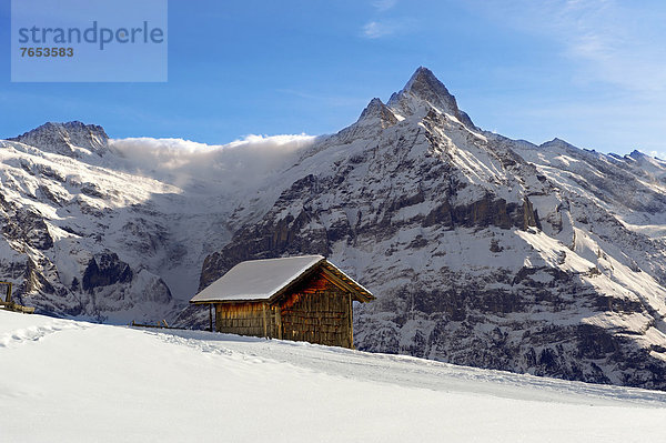Europa  Berg  Winter  frontal  Chalet  Westalpen  Grindelwald  Schweiz