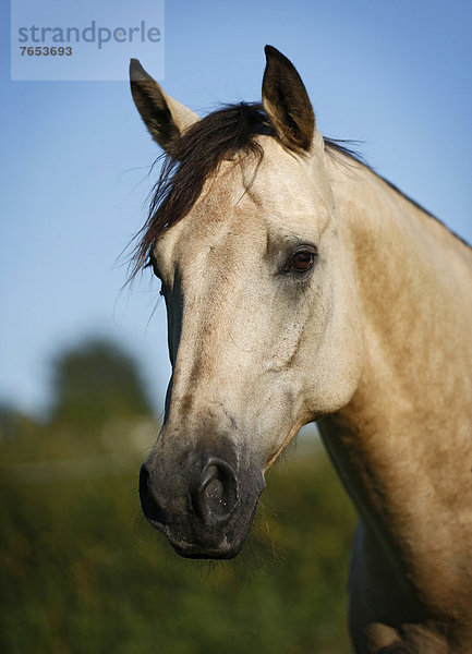 Portrait  Quarter Horse