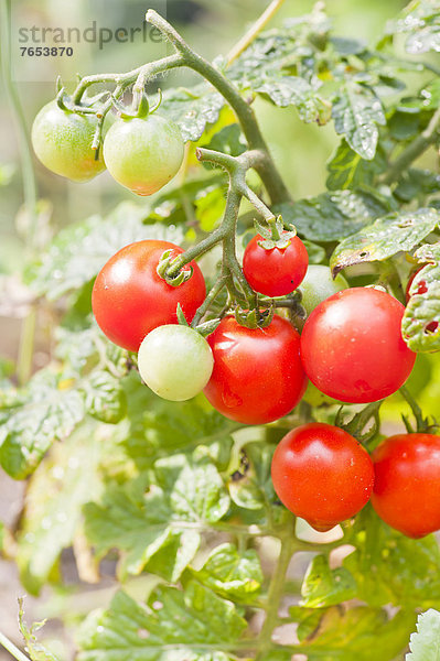 Wachstum  Garten  Tomate  Pflanze