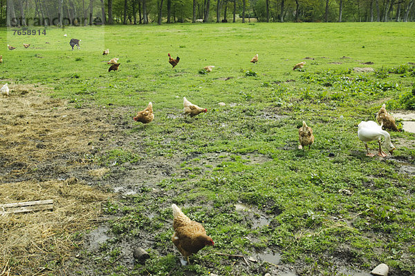 Hühner  Hahn  Gans und Ziege füttern auf einer Wiese