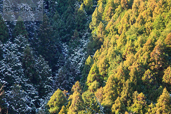 Forest in Kawachi Nagano  Osaka Prefecture