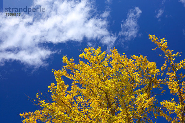 Wolke Himmel blau