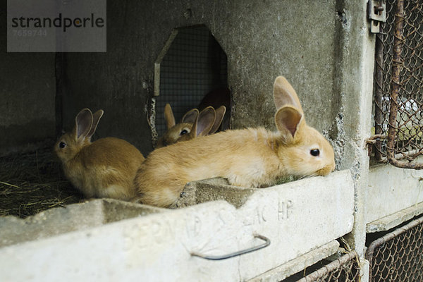 Junge Kaninchen in ihren Hütten