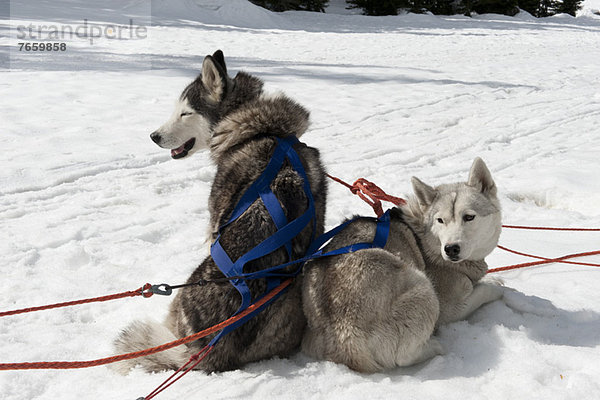 Schlittenhunde auf Schnee sitzend