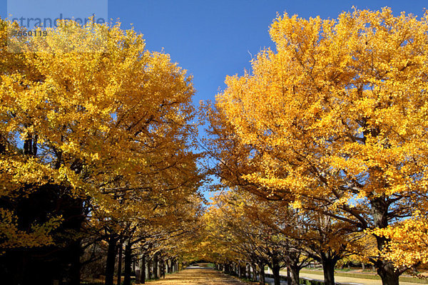 Baum  Ginkgo