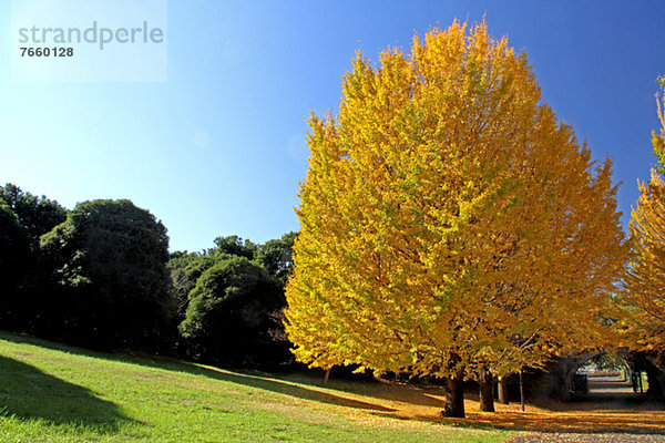 Baum  Himmel  blau  Ginkgo