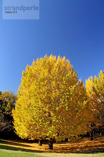 Baum  Himmel  blau  Ginkgo