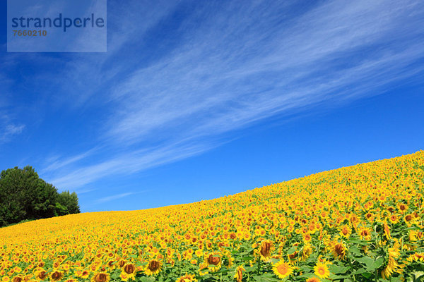 Sonnenblume  helianthus annuus  Wolke  Himmel  Feld  blau