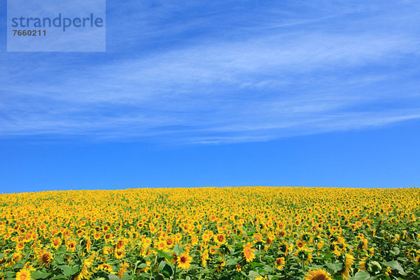 Sonnenblume  helianthus annuus  Wolke  Himmel  Feld  blau