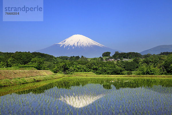 Spiegelung  Feld  Reis  Reiskorn  Berg  Fuji