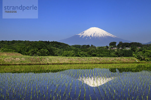 Spiegelung  Feld  Reis  Reiskorn  Berg  Fuji