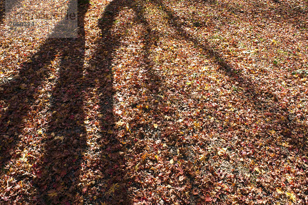 Baum  Schatten  Boden  Fußboden  Fußböden