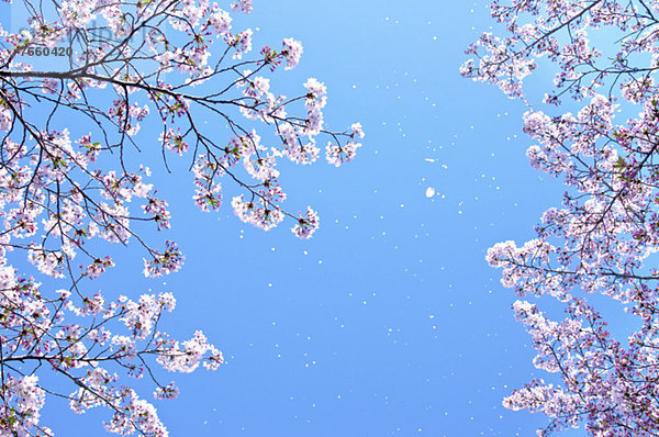 Himmel  Kirsche  blühen  blau