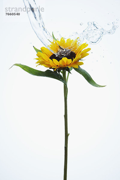 Wasser  Sonnenblume  helianthus annuus  heraustropfen  tropfen  undicht