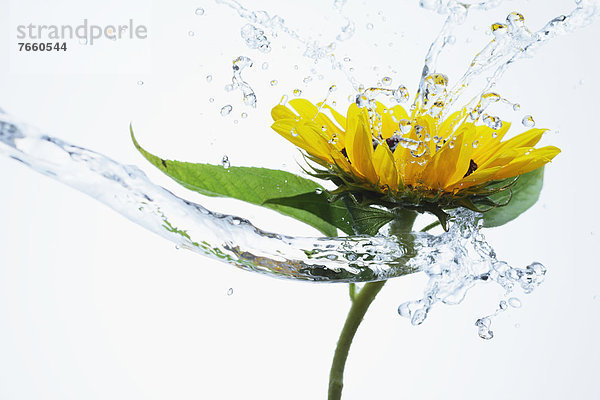 Wasser  Sonnenblume  helianthus annuus  heraustropfen  tropfen  undicht