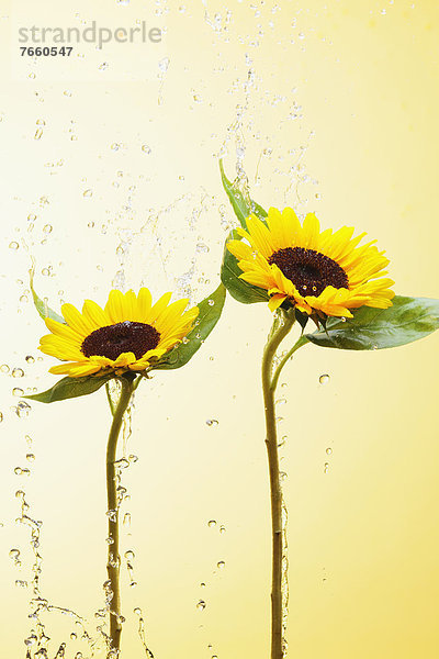 Wasser  heraustropfen  tropfen  undicht  Sonnenblume  helianthus annuus