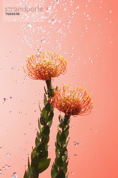 Wasser  Nadelkissen  Blume  heraustropfen  tropfen  undicht