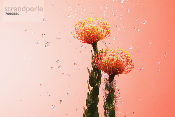 Wasser  Nadelkissen  Blume  heraustropfen  tropfen  undicht