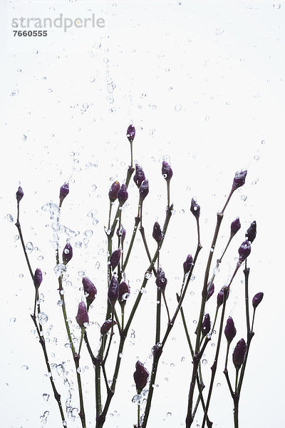 Wasser  Blume  heraustropfen  tropfen  undicht