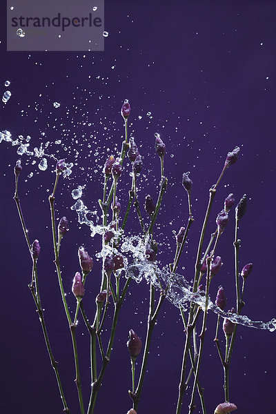 Wasser  Blume  heraustropfen  tropfen  undicht