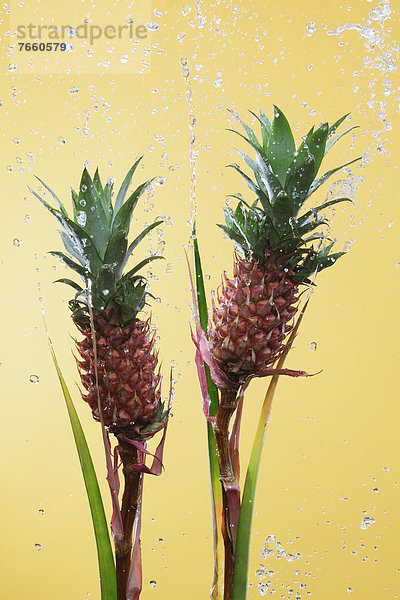 Wasser  heraustropfen  tropfen  undicht  Ananas