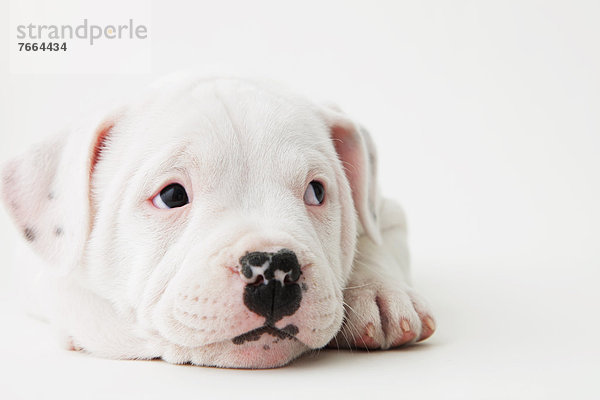 Bulle  Stier  Stiere  Bullen  liegend  liegen  liegt  liegendes  liegender  liegende  daliegen  Boden  Fußboden  Fußböden  Terrier  Staffordshire