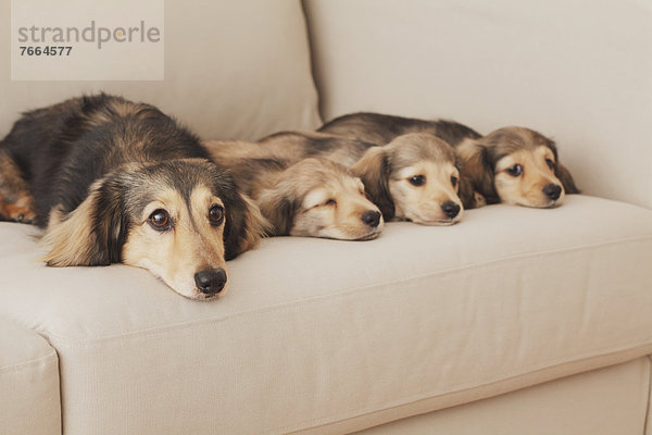 Hund  Welpe  Couch  Mutter - Mensch