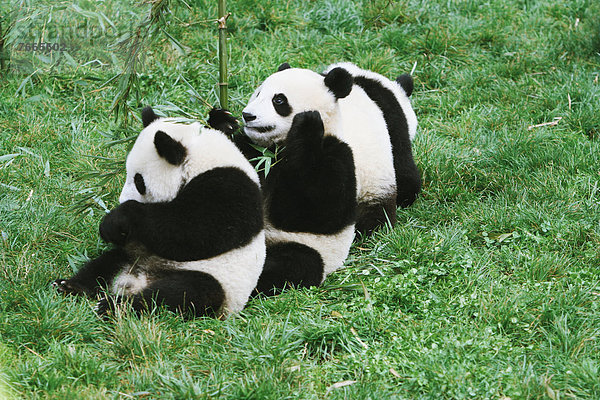 Pandas