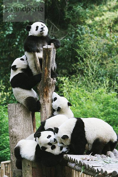 Pandas