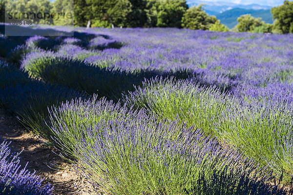 Lavendelfeld  Provence  Provence-Alpes-Cote  Frankreich  Europa