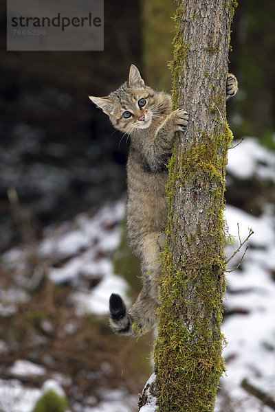 Wildkatze (Felis silvestris)  junger Kater klettert auf einen Baum