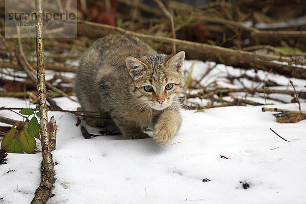 Wildkatze (Felis silvestris) schleicht im Schnee