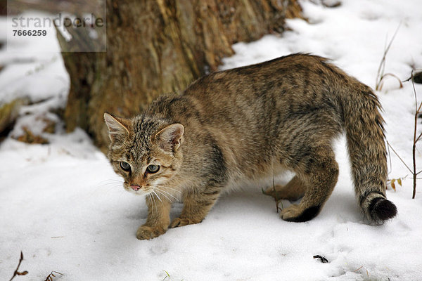Wildkatze (Felis silvestris) im Schnee
