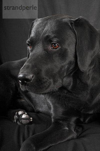 Schwarzer Labrador Retriever  Rüde