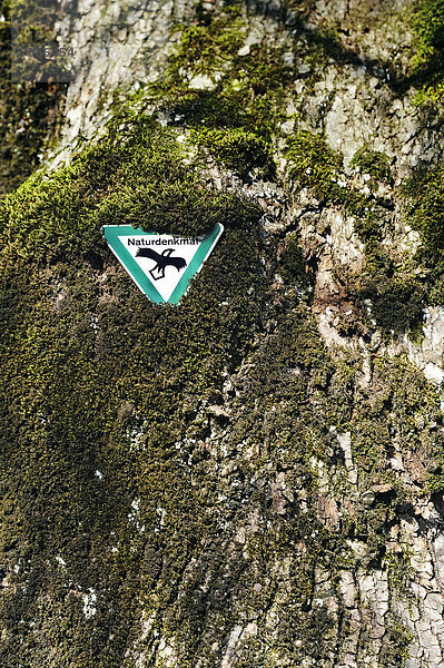 Naturdenkmal-Schild an Linde (Tilia) in Grünwald bei München  Bayern  Deutschland  Europa