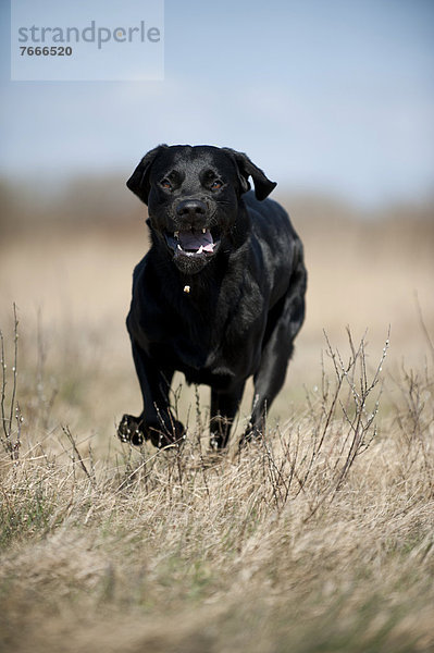 Laufender schwarzer Labrador Retriever