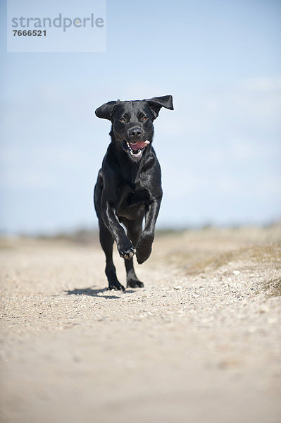 rennen schwarz Labrador Retriever