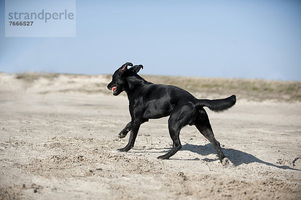 rennen schwarz Labrador Retriever