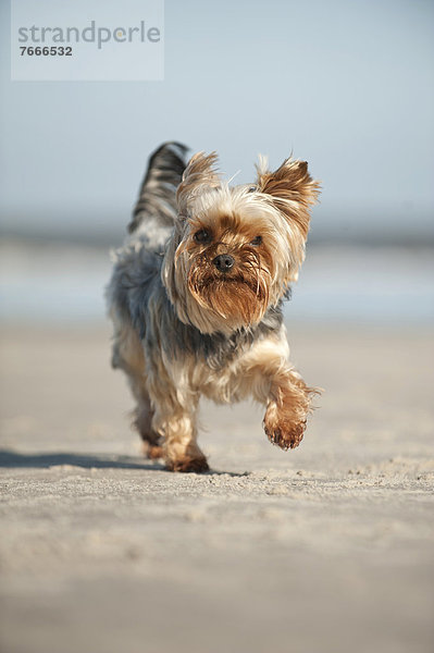 Yorkshire Terrier läuft am Strand