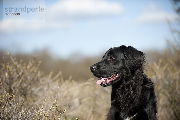 Schwarzer Mischlingshund  Portrait