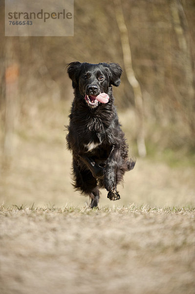 Schwarzer Mischlingshund läuft über eine Wiese