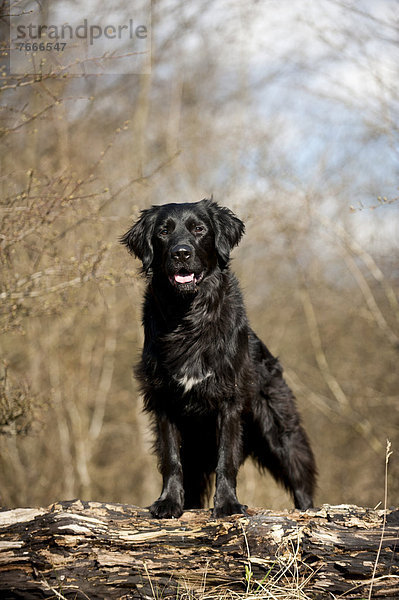 Schwarzer Mischlingshund steht auf einem Baumstamm