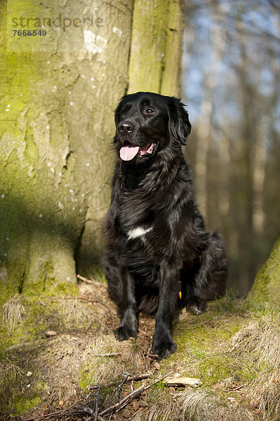 Schwarzer Mischlingshund sitzt an einem Baum