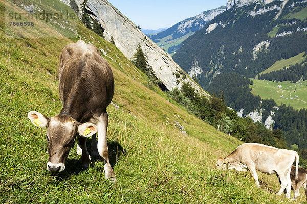 Bergalm mit Kühen  oberhalb des Seealpsees  Wasserauen  Appenzell Innerrhoden  Schweiz  Europa  ÖffentlicherGrund