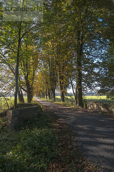 Herbststimmung  Rosskastanienallee im Naturschutzgebiet Mönchbruch bei Frankfurt am Main  Hessen  Deutschland  Europa