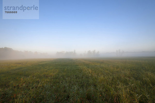Morgendlicher Nebel über den Wiesen  Herbststimmung im Naturschutzgebiet Mönchbruch  Hessen  Deutschland  Europa