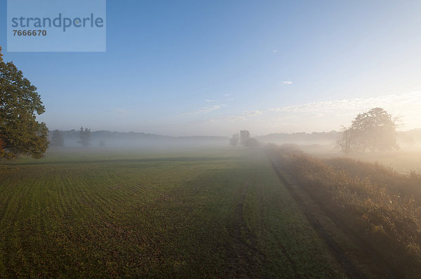 Morgendlicher Nebel über den Wiesen  Herbststimmung im Naturschutzgebiet Mönchbruch  Hessen Deutschland  Europa