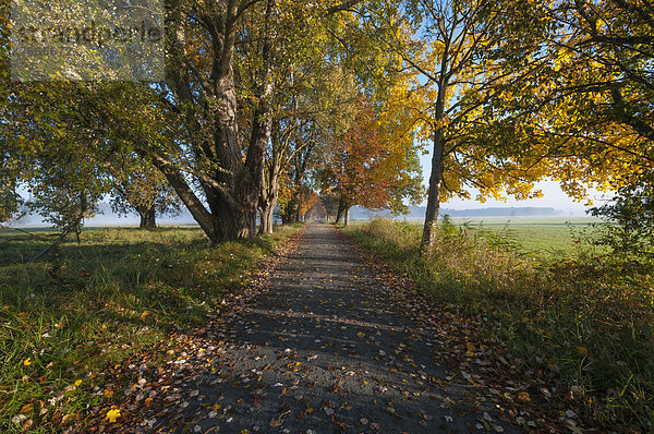 Allee in Herbststimmung  Naturschutzgebiet Mönchbruch bei Frankfurt  Hessen  Deutschland  Europa