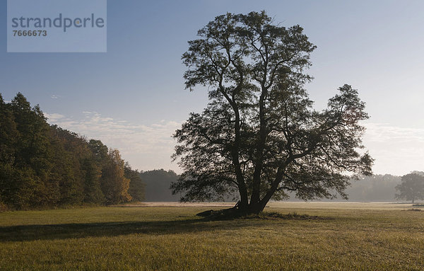 Morgenstimmung im Herbst  Naturschutzgebiet Mönchbruch bei Frankfurt  Hessen  Deutschland  Europa